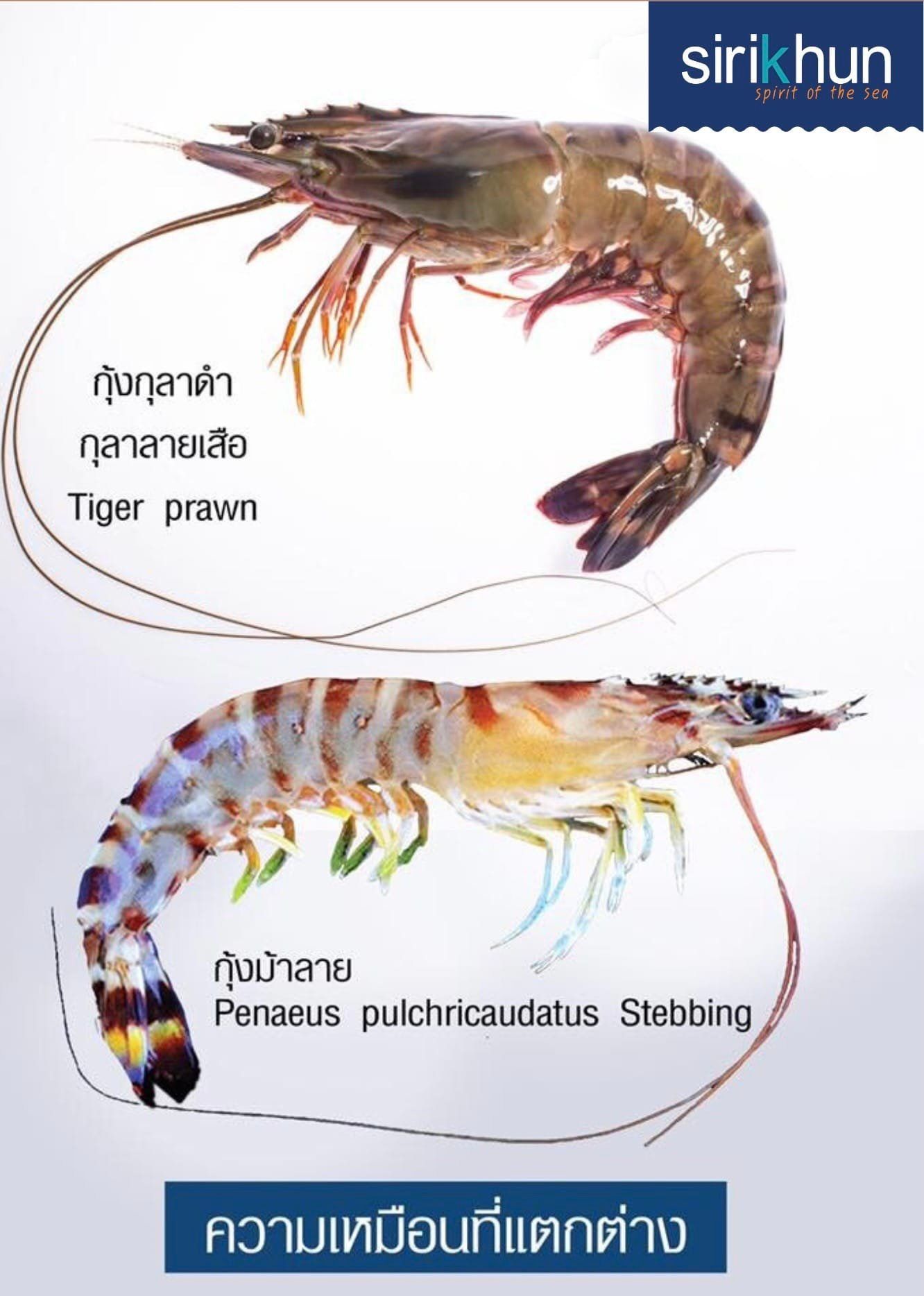 รูปภาพบททความ