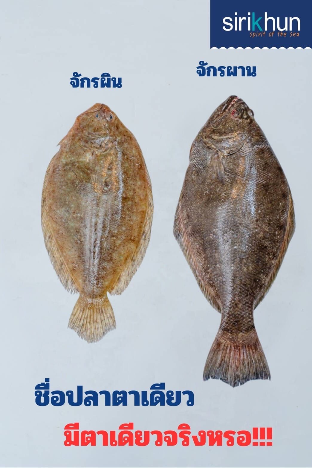 รูปภาพบททความ