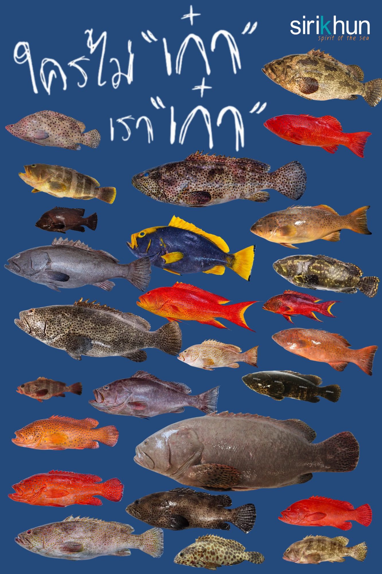 รูปภาพบทความ