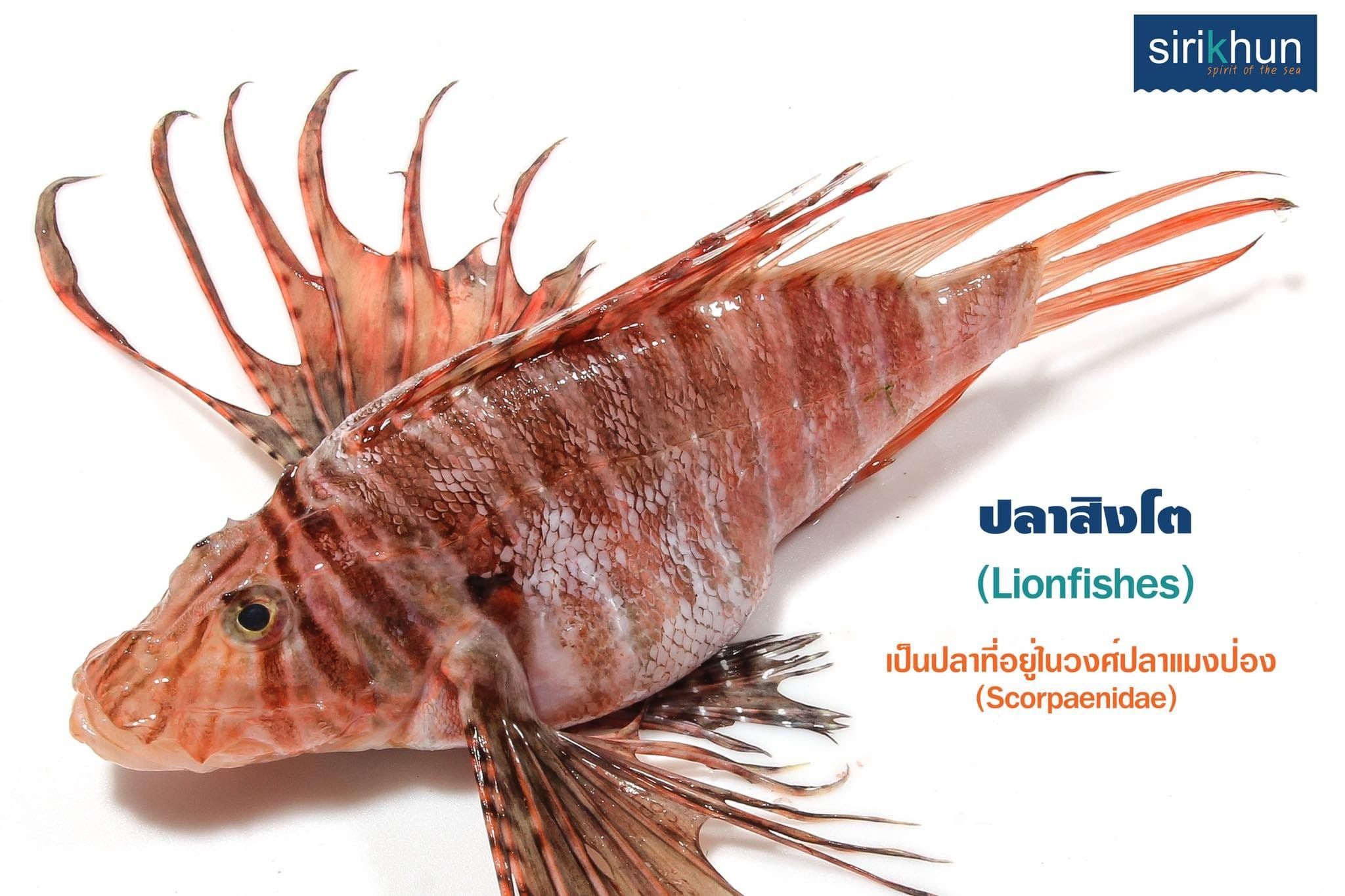 รูปภาพบทความ