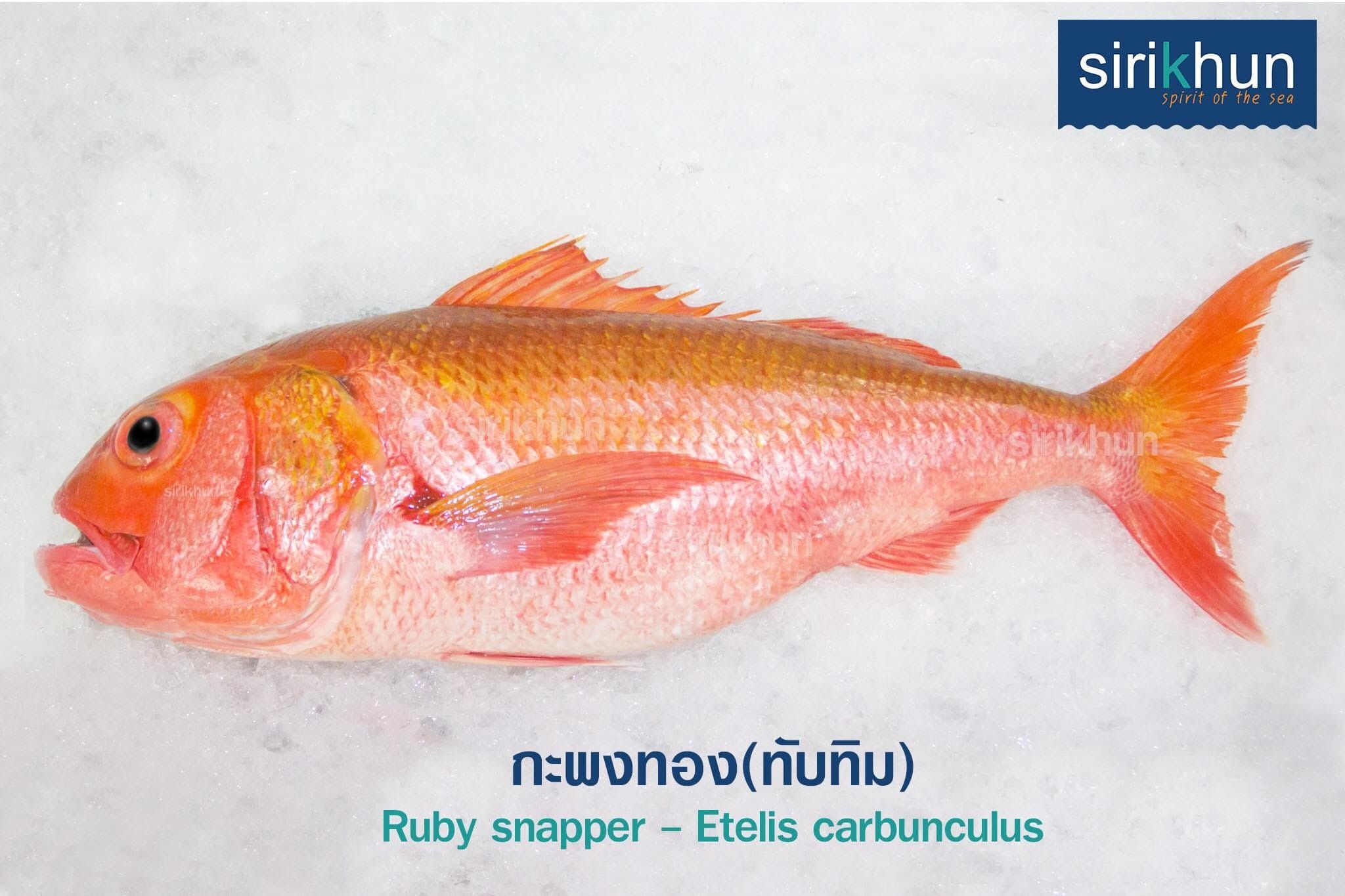 รูปภาพบทความ