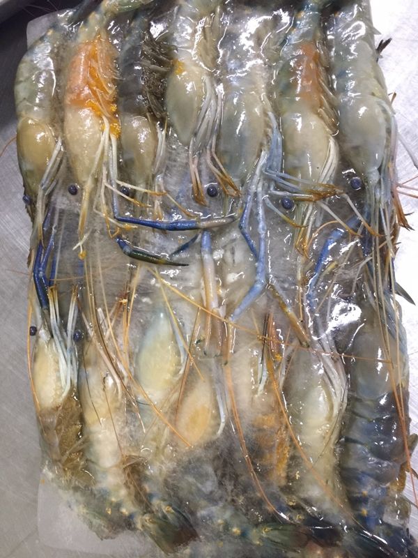 รูปกุ้งก้ามกรามบล๊อก