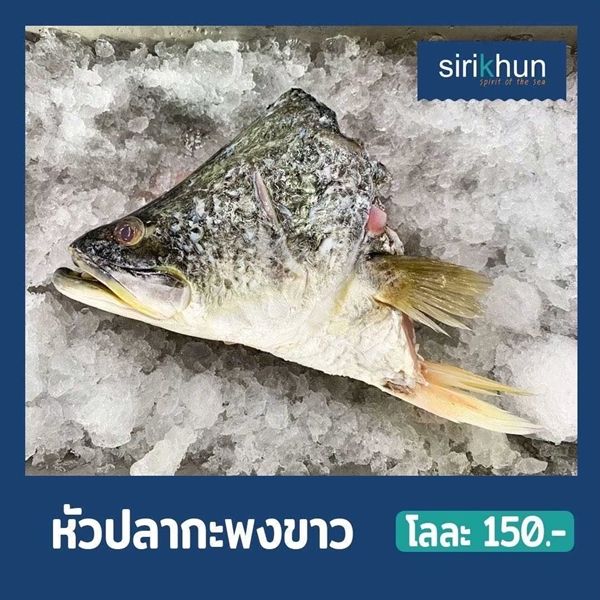 รูปหัวกระพงขาว